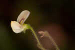 Sticky jointvetch